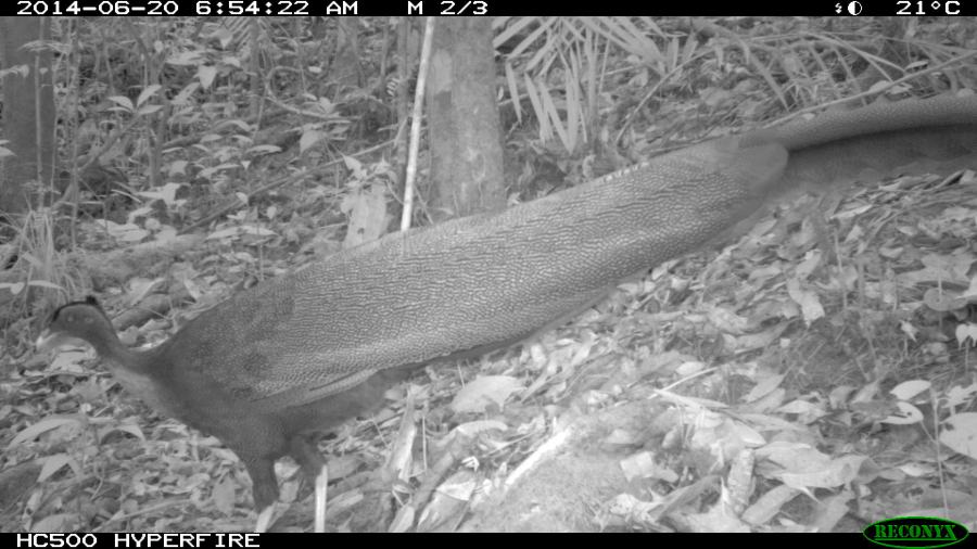Great Argus Pheasant