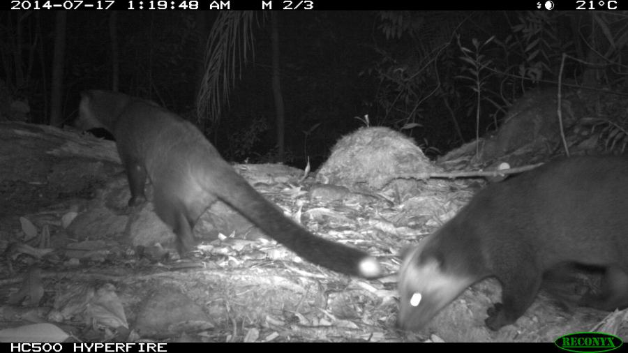Masked Palm Civets
