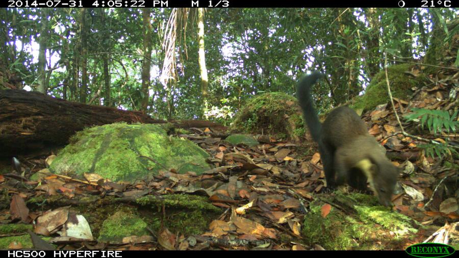 Yellow-throaded Marted