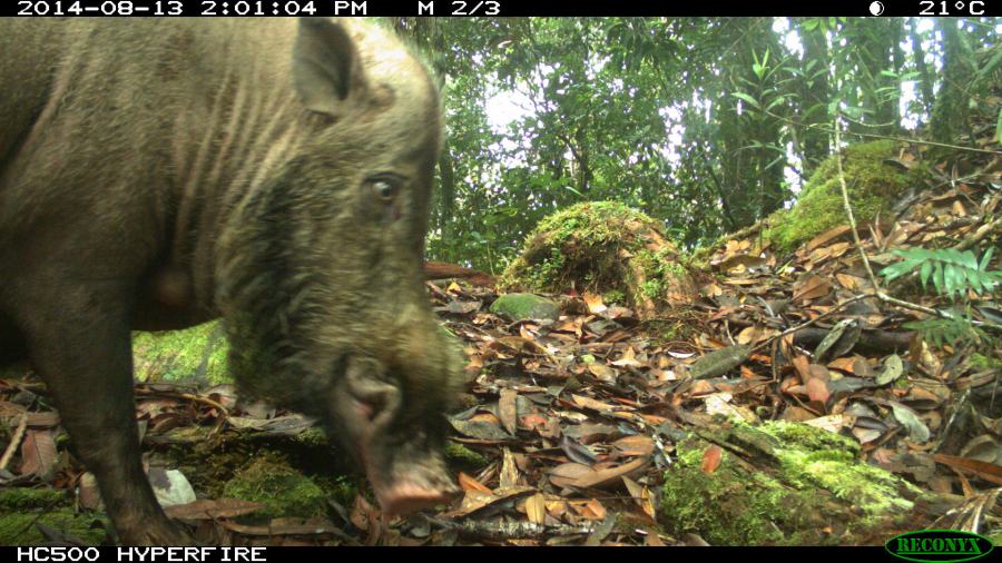 Yellow-throaded Marted