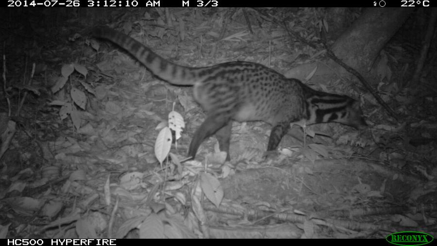 Malay Civet