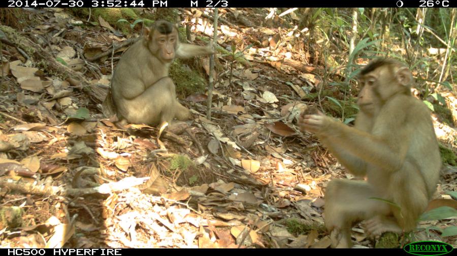 Pig-tailed Macaques