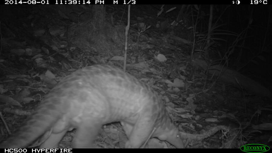 Pangolin
