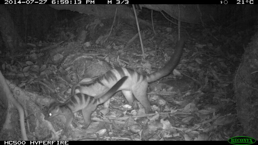 Banded Civet Juvenile and Adult
