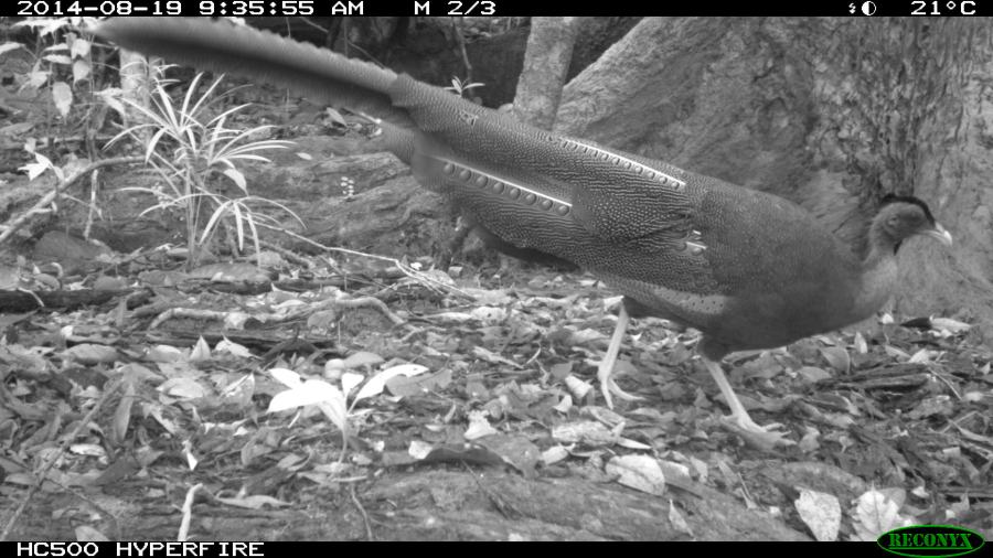 Great Argus Pheasant