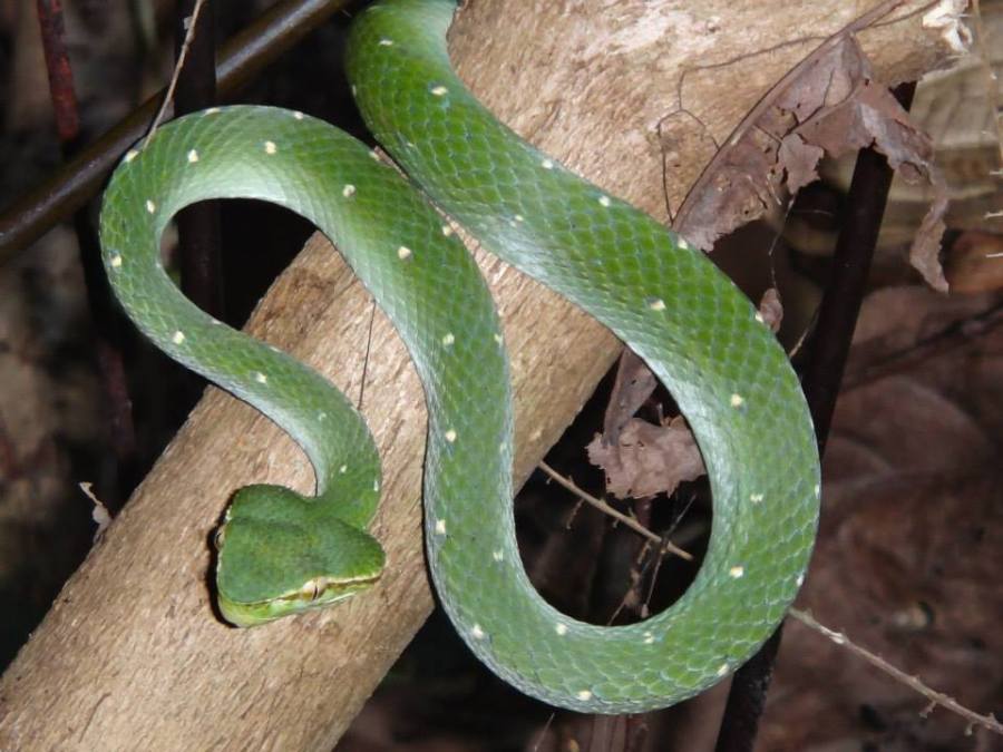 Bornean keeled pit viper