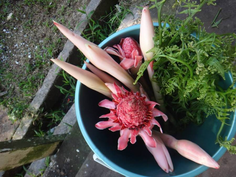 Forest ginger and ferns for dinner