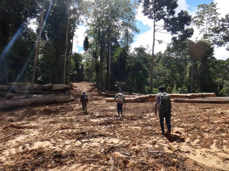Entering and surveying the harvesting area
