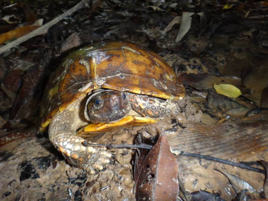 Spiny turtle, Heosemys spinosa, or Malayan Flat-shelled Turtle, Notochelys platynota