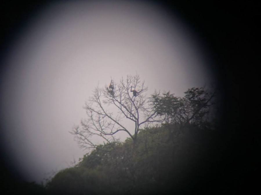 Gibbons through the binoculars from the field station