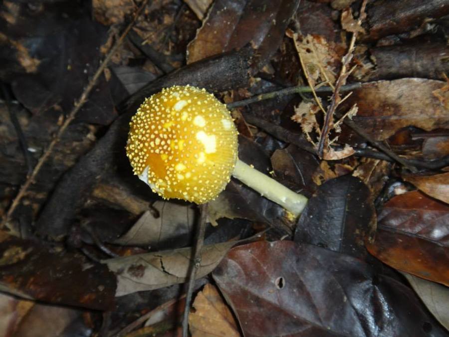 Beautiful forest mushroom