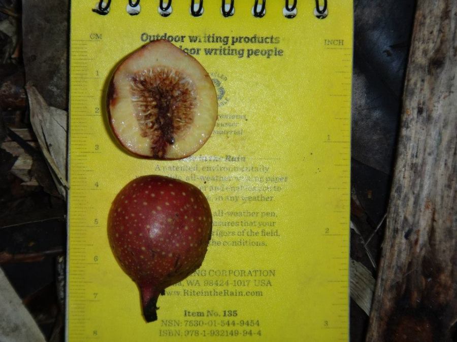 Measuring fruits with a Rite in the Rain notepad. courtesy of Peter Wimberger