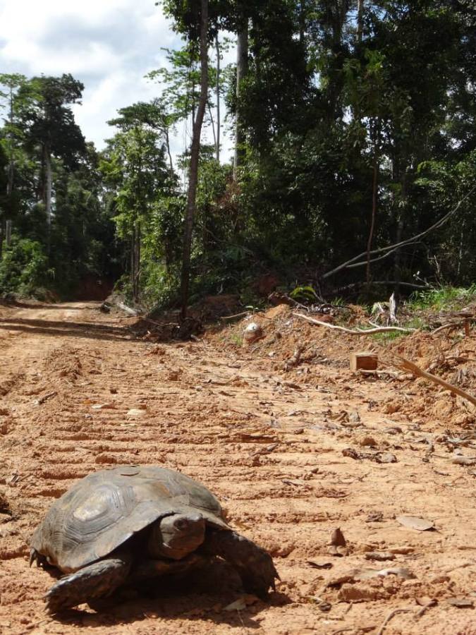 Asian Giant Tortoise (Manouria emys) crossing a logging road