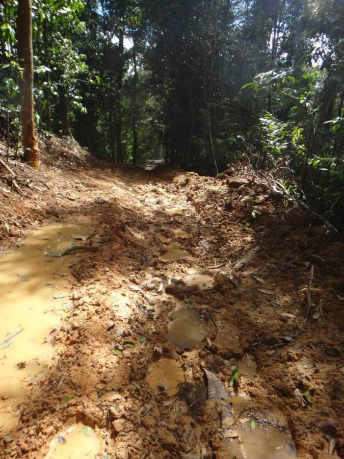 Fresh elephant tracks along an old logging road