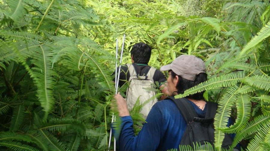 Azlan Mohamed and Azrie in a sea of ferns