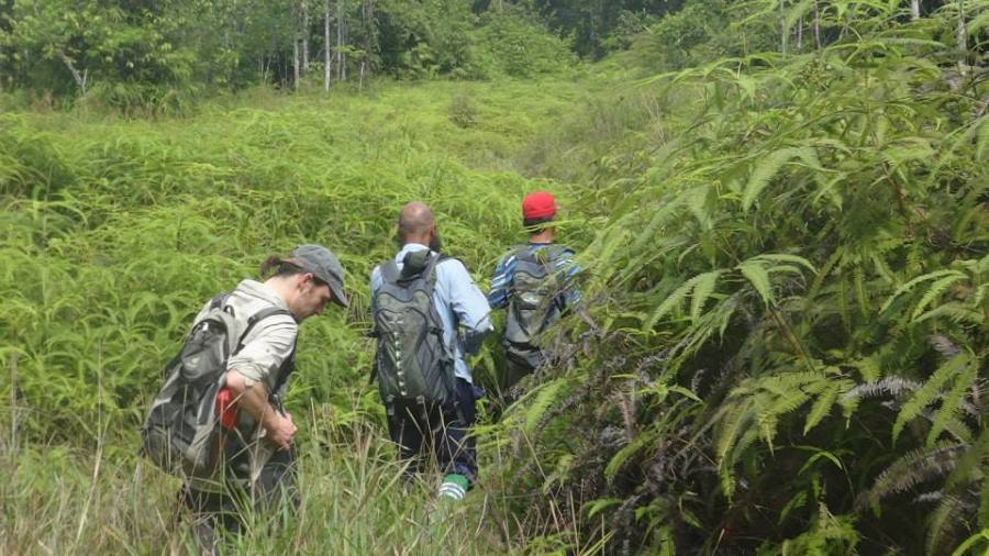 More ferns! Heading off to the survey point
